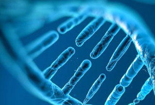 Lys-AuNPs@ZIF-8納米復(fù)合材料