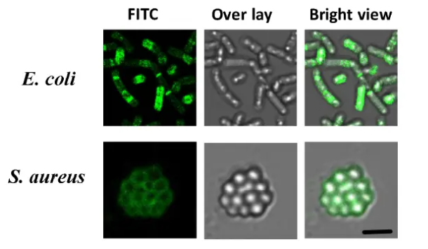 fitc-D-lys（D-賴氨酸）熒光標(biāo)記