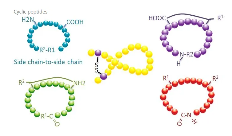 多肽修飾 多肽修飾