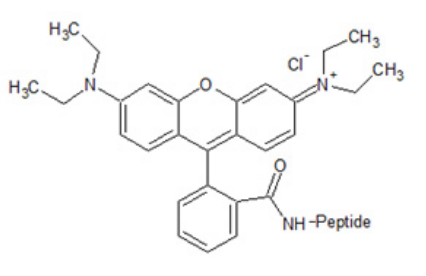 Rhodamine B (羧基四甲基羅丹明B) Rhodamine B (羧基四甲基羅丹明B)