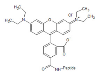 TAMRA修飾多肽 TAMRA修飾多肽