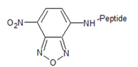 NBD修飾多肽 NBD修飾多肽