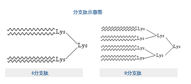 多重抗原肽(Multiple-Antigen peptide, MAP) 多重抗原肽(Multiple-Antigen peptide, MAP)