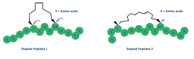 訂書(shū)肽 Hydrocarbon stapled peptides