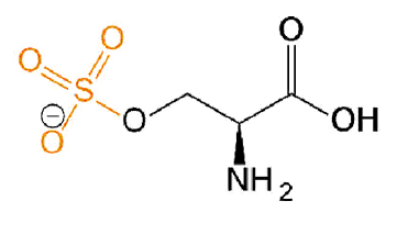 磺酸化絲氨酸，O-Sulfo-L-serine，Ser(SO3H2)