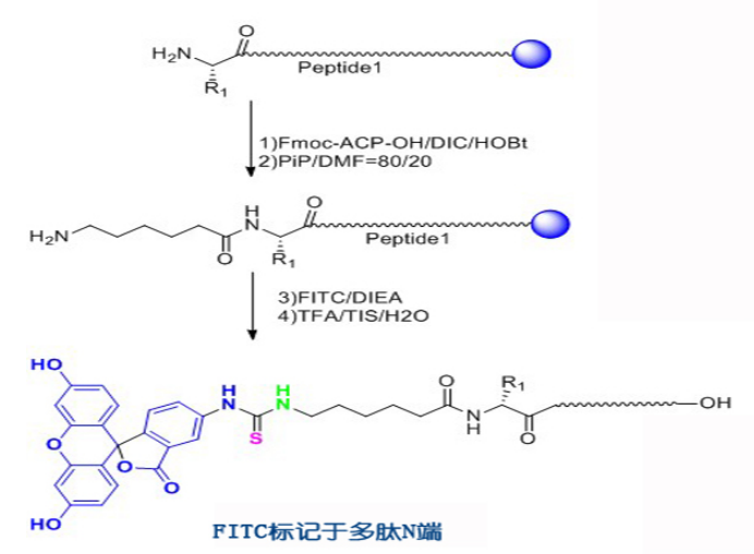 熒光物質(zhì)的激發(fā)光波長 熒光物質(zhì)的激發(fā)光波長