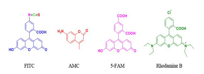 FITC&AMC等熒光標(biāo)記技術(shù)(技術(shù)特點(diǎn)的分析) FITC&AMC等熒光標(biāo)記技術(shù)(技術(shù)特點(diǎn)的分析)