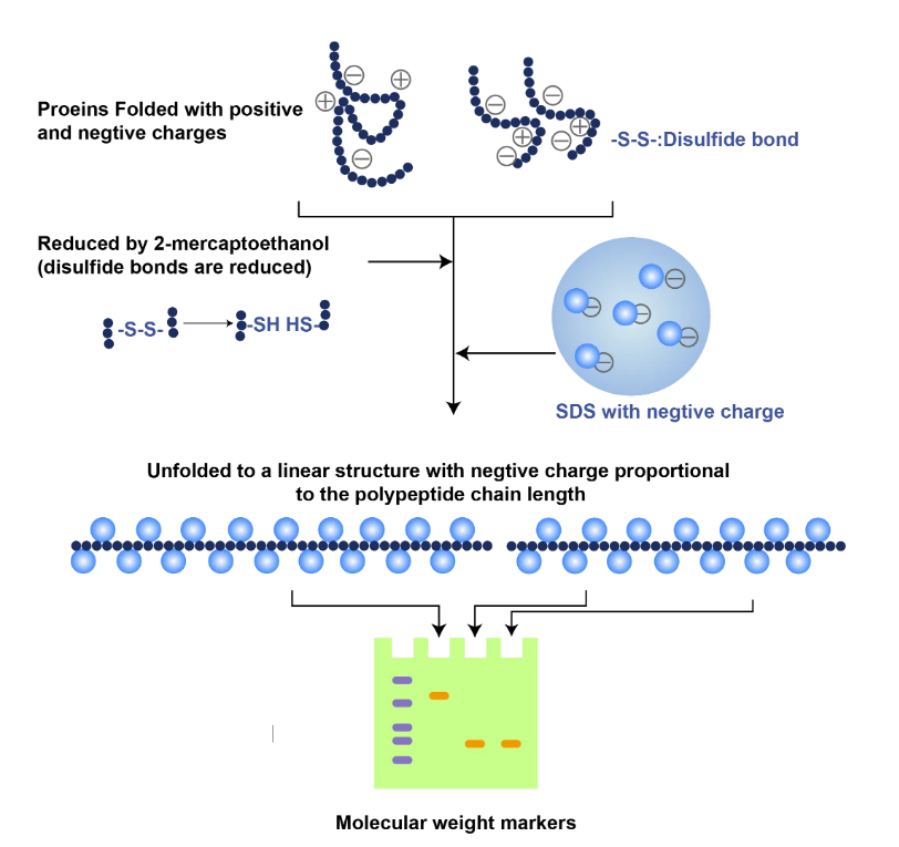 二硫鍵成環(huán)技術(shù) 二硫鍵成環(huán)技術(shù)