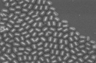 介孔二氧化硅包覆金納米棒 介孔二氧化硅包覆金納米棒