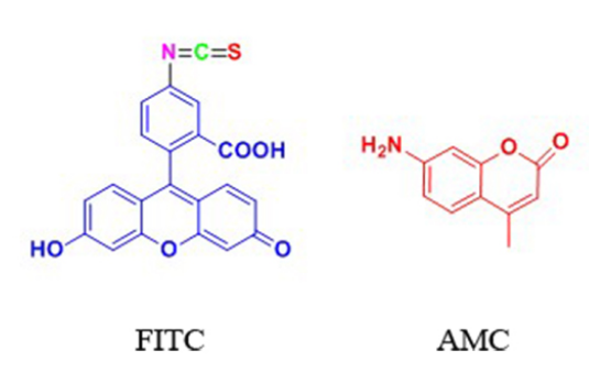 FITC&AMC等熒光標(biāo)記技術(shù) FITC&AMC等熒光標(biāo)記技術(shù)