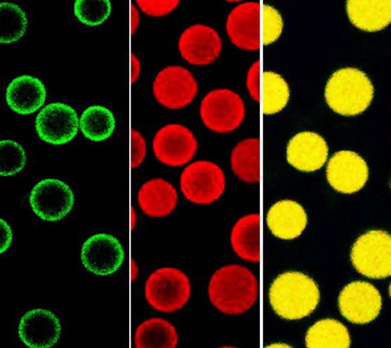 橙色熒光微球 橙色熒光微球