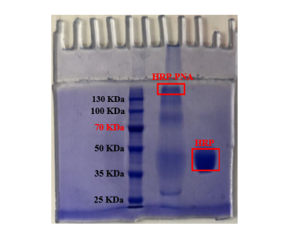 HRP-PNA 蛋白凝膠電泳結(jié)果