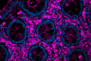 熒光標記各種凝集素