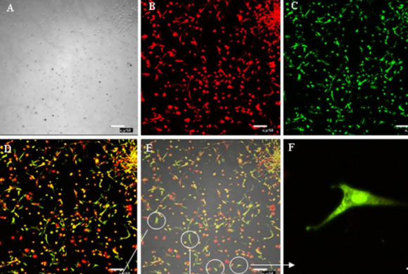 熒光素大豆凝集素