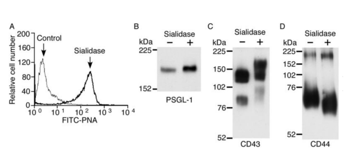 羅丹明標記的花生凝集素