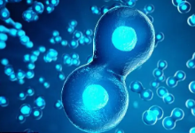 細(xì)胞培養(yǎng) 細(xì)胞培養(yǎng)