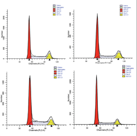 細(xì)胞周期 細(xì)胞周期
