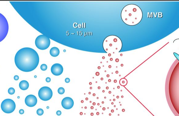 喜樹堿RNA樹枝分子囊泡復合物