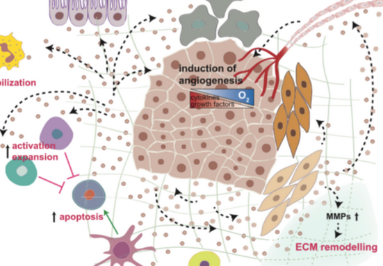 超聲-磁共振復(fù)合影像囊泡