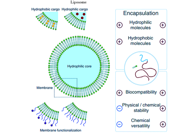卟啉超聲響應(yīng)納米囊泡 卟啉超聲響應(yīng)納米囊泡