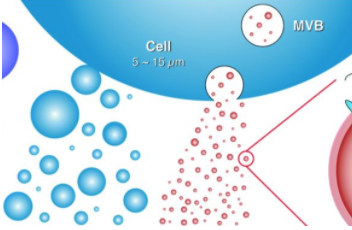 喜樹(shù)堿RNA樹(shù)枝分子囊泡復(fù)合物 喜樹(shù)堿RNA樹(shù)枝分子囊泡復(fù)合物