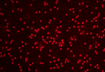 5 μm FluBeads 紅色熒光微球 5 μm FluBeads 紅色熒光微球