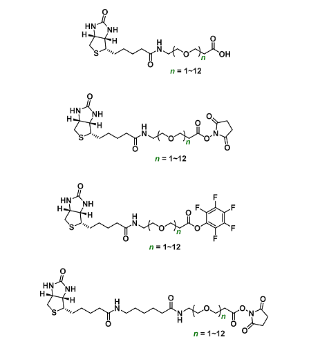 基于生物素的定制合成技術(shù) 基于生物素的定制合成技術(shù)