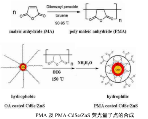 聚馬來酸酐修飾水溶性CdSe/ZnS熒光量子點 聚馬來酸酐修飾水溶性CdSe/ZnS熒光量子點
