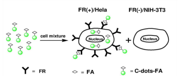 葉酸修飾碳量子點(diǎn) 葉酸修飾碳量子點(diǎn)