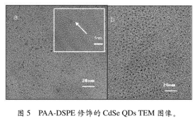 PAA-DSPE修飾CdSe硒化鎘量子點 PAA-DSPE修飾CdSe硒化鎘量子點