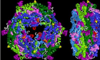 Cy5.5標(biāo)記鏈霉親和素 Streptavidin-Cy5.5 