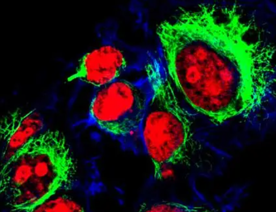 Cy3標(biāo)記鏈霉親和素 Cy3標(biāo)記鏈霉親和素