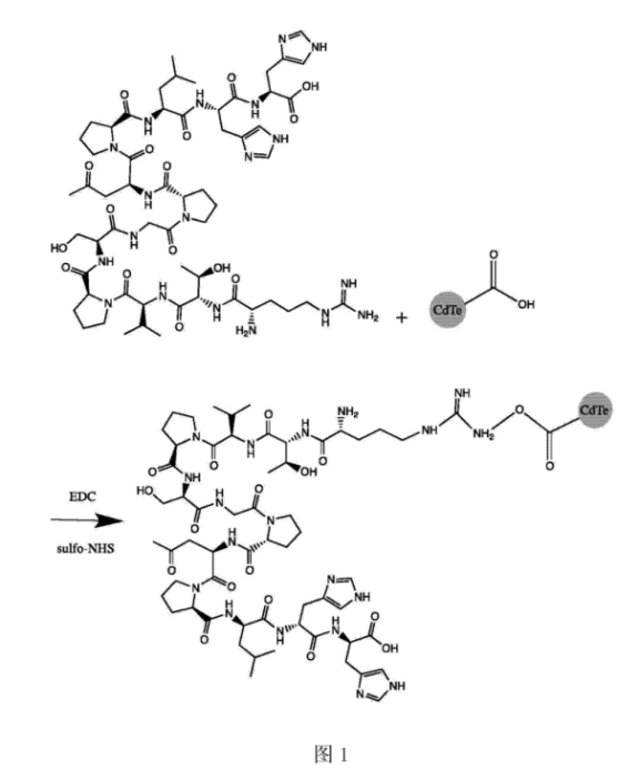 CLV3十二肽修飾CdTe量子點 CLV3十二肽修飾CdTe量子點