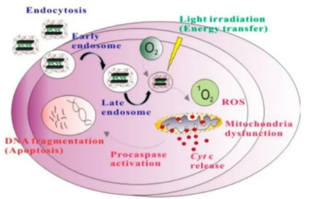ICG-PL-PEG探針 |  兩者自組裝形成的納米探針