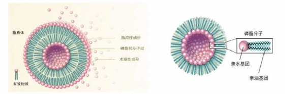 脂質(zhì)體 脂質(zhì)體
