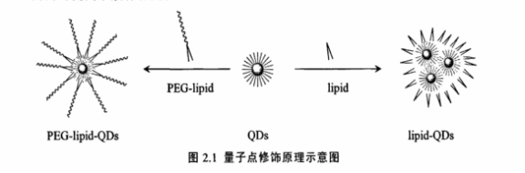 PEG-DPPE修飾CdSe/ZnS量子點(diǎn) PEG-DPPE修飾CdSe/ZnS量子點(diǎn)