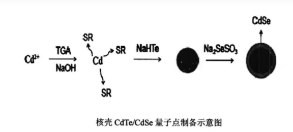 水溶性CdSeTe/ZnS量子點(diǎn) 水溶性CdSeTe/ZnS量子點(diǎn)