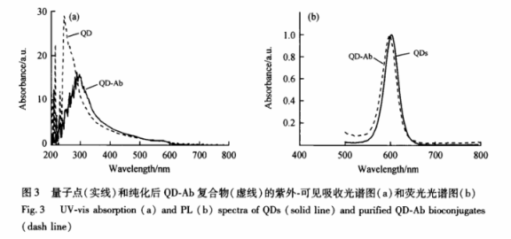 抗體偶聯(lián)鎘化硒CdSe量子點(diǎn) 抗體偶聯(lián)鎘化硒CdSe量子點(diǎn)