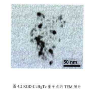 PEG修飾RGD-CdHgTe量子點(diǎn) PEG修飾RGD-CdHgTe量子點(diǎn)
