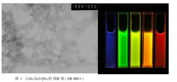 CdTe/CdS核/殼量子點(diǎn) CdTe/CdS核/殼量子點(diǎn)