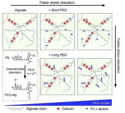海藻酸鈉-香豆素 海藻酸鈉-香豆素