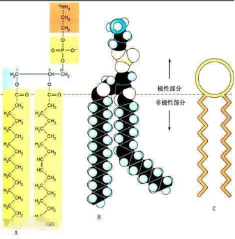 DPPE-PEG-alginate DPPE-PEG-alginate