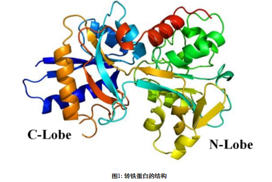 海藻酸鈉-轉(zhuǎn)鐵蛋白 海藻酸鈉-轉(zhuǎn)鐵蛋白