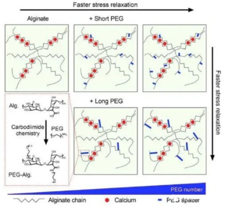 海藻酸鈉-聚乙二醇-阿霉素 海藻酸鈉-聚乙二醇-阿霉素