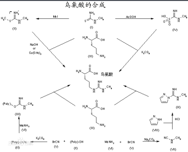 海藻酸鈉-聚乙二醇-聚鳥氨酸 海藻酸鈉-聚乙二醇-聚鳥氨酸