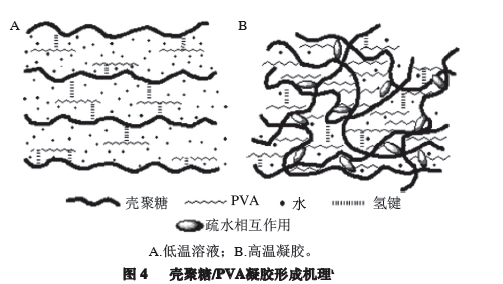 殼聚糖-羧基 殼聚糖-羧基