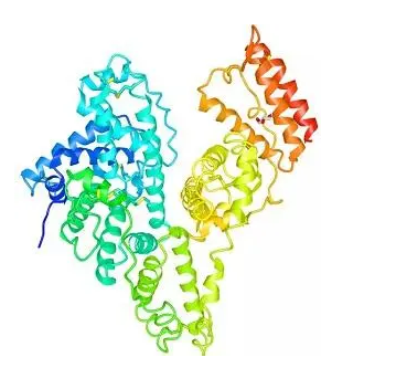 殼聚糖-牛血清白蛋白 殼聚糖-牛血清白蛋白