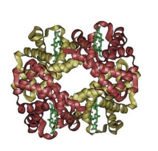 殼聚糖-轉(zhuǎn)鐵蛋白 殼聚糖-轉(zhuǎn)鐵蛋白