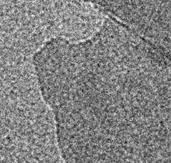 單層大尺寸(>5微米) 單層大尺寸(>5微米)