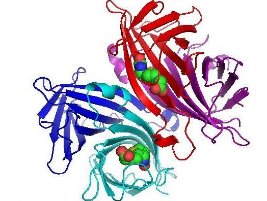 甘露糖-鏈霉親和素 甘露糖-鏈霉親和素